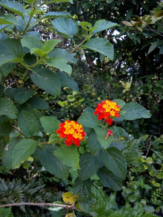 Flor Do Leste Florianópolis Exteriér fotografie